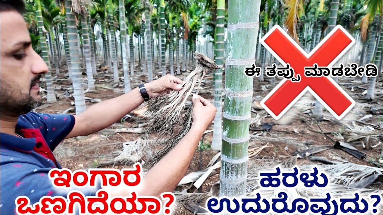 ಇಂಗಾರ ಒಣಗಿದೆಯಾ| ಹರಳು ಉದುರೋವುದು| Inflorescence dieback in Arecanut| Nut Dropping| Pragyankrishi