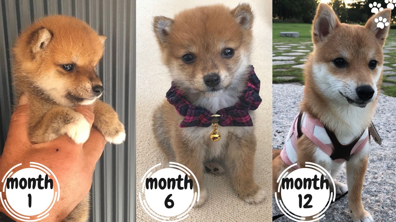 Shiba Inu Puppy Growing up from Puppy to Adult (3 weeks to 1 year)