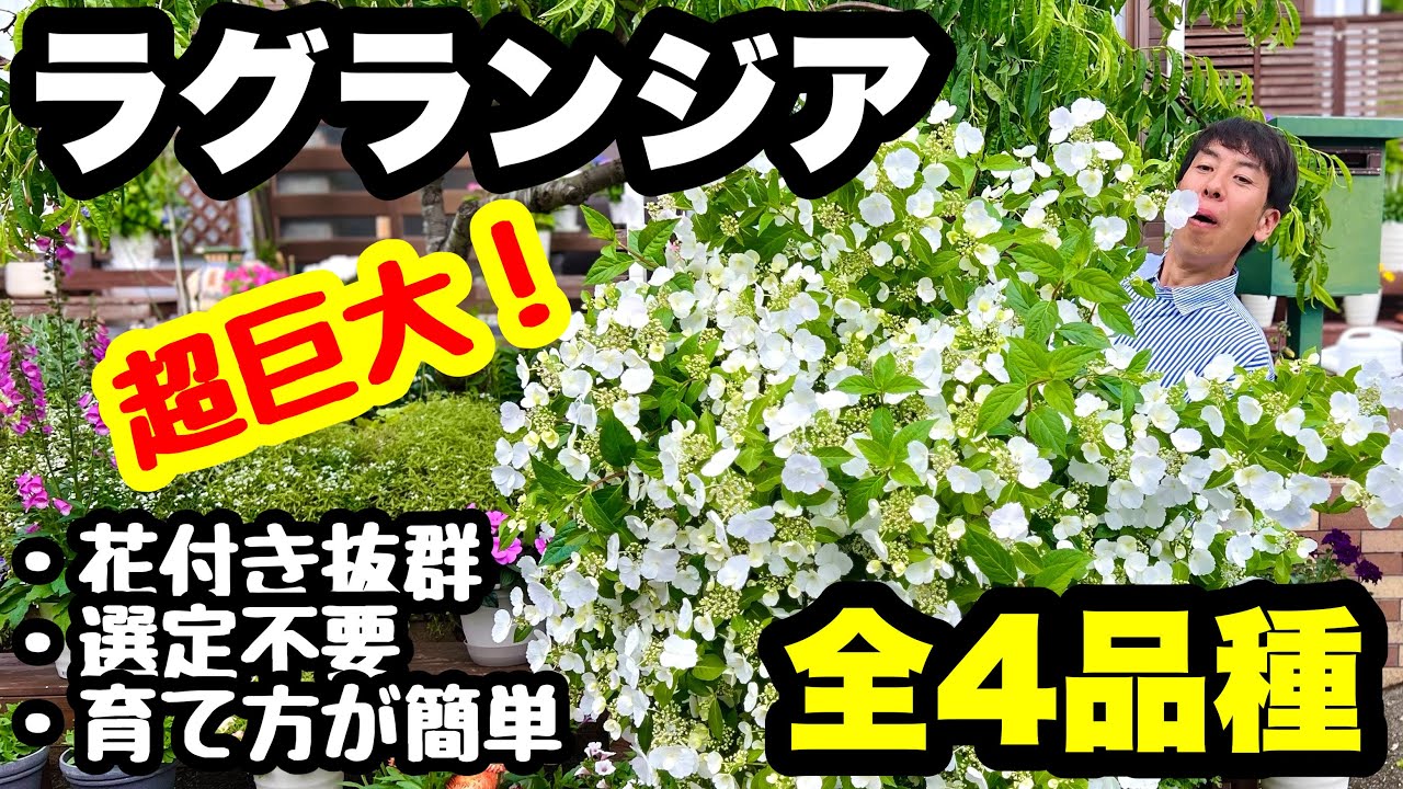 【超巨大化】【超美しい】ラグランジアが凄すぎる！