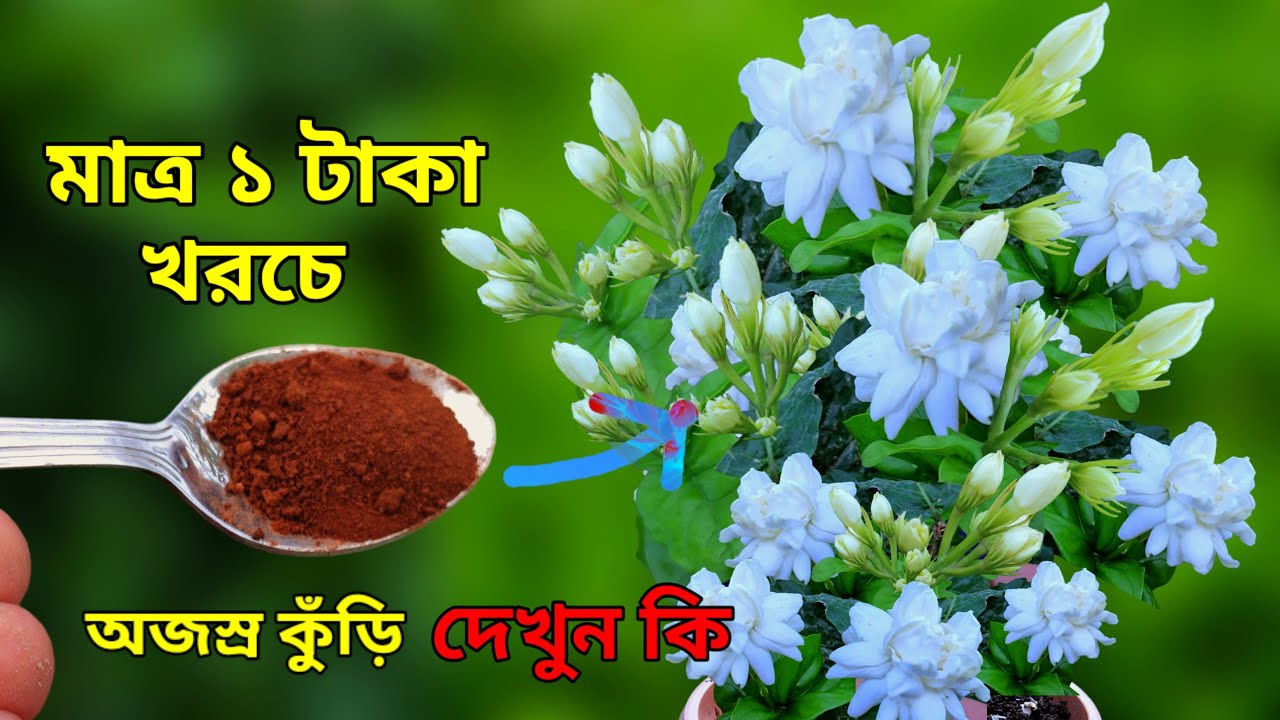 মাত্র ১ টাকা খরচ করে বেলি গাছে দিন  এই খাবার ডাল ভর্তি  - অজস্র কুঁড়ি ধরবে 7 দিনেই দেখুন কি