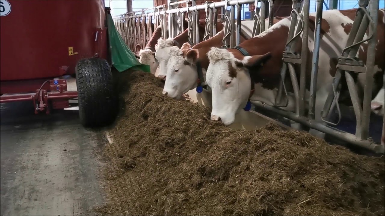 Fütterung und Melken am Milchviehbetrieb Hossinger