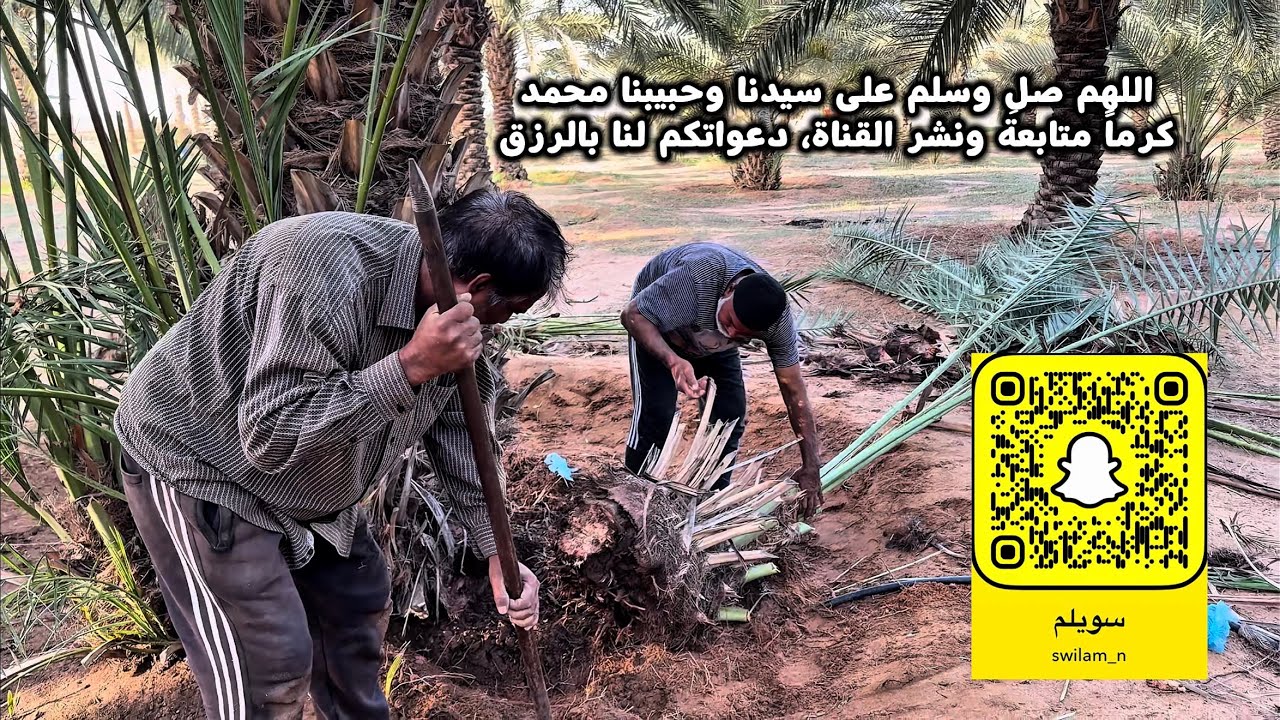 جث فروخ النخل