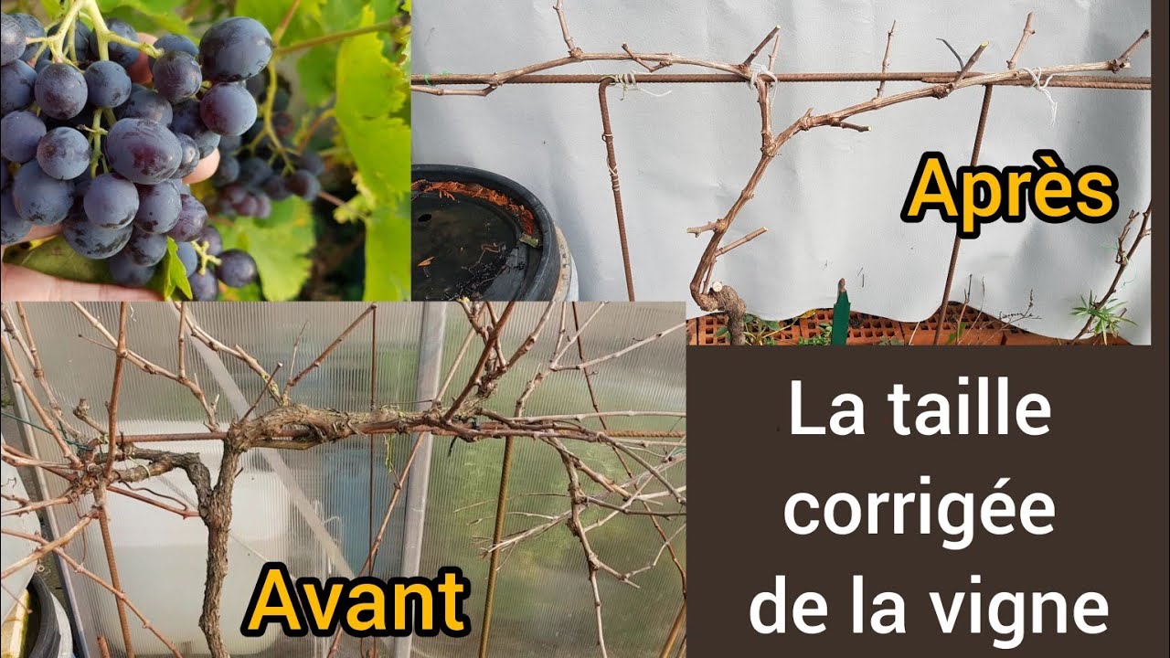 Comment corriger une vigne mal taillée ? 2024