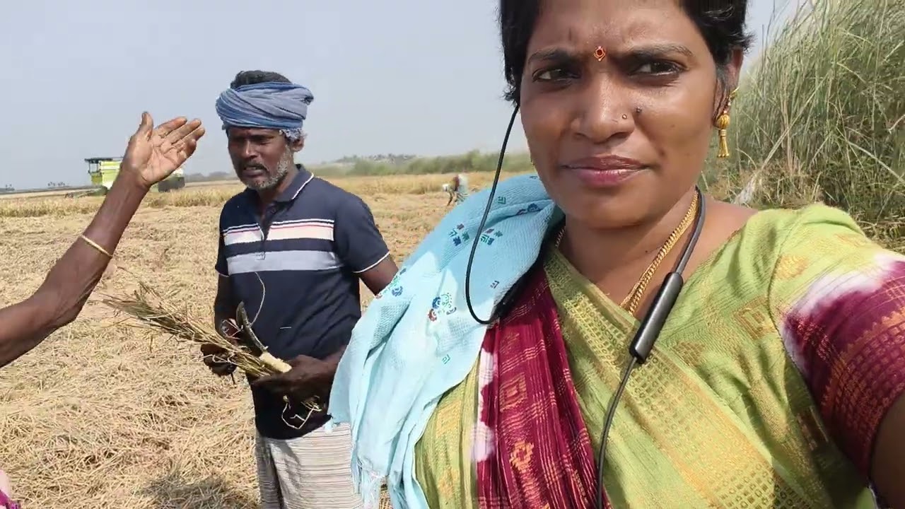 நானும் எங்க மாமாவும் வயலில் நெல் அறுவடை பண்ணி கொண்டு இருக்கின்றோம்
