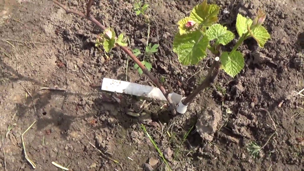 ZAKŁADAM AMATORSKĄ WINNICĘ