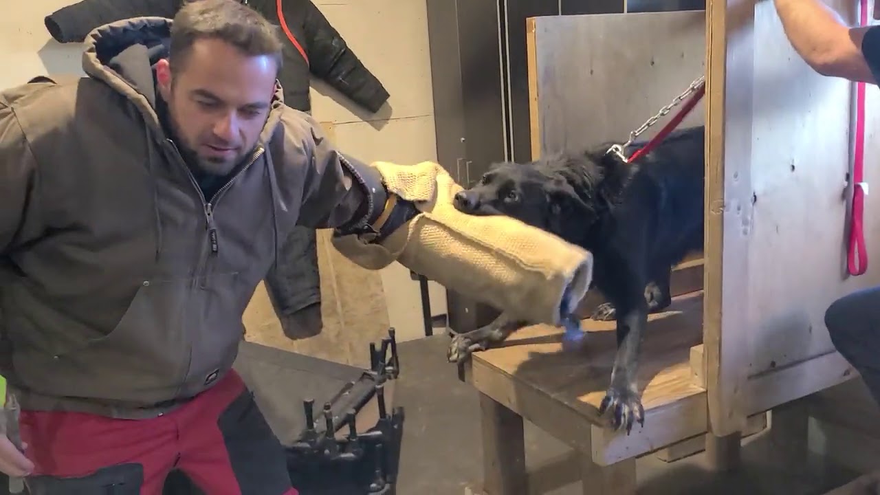 How we train PUSH BITING to German Shepherd - Protection Training 101