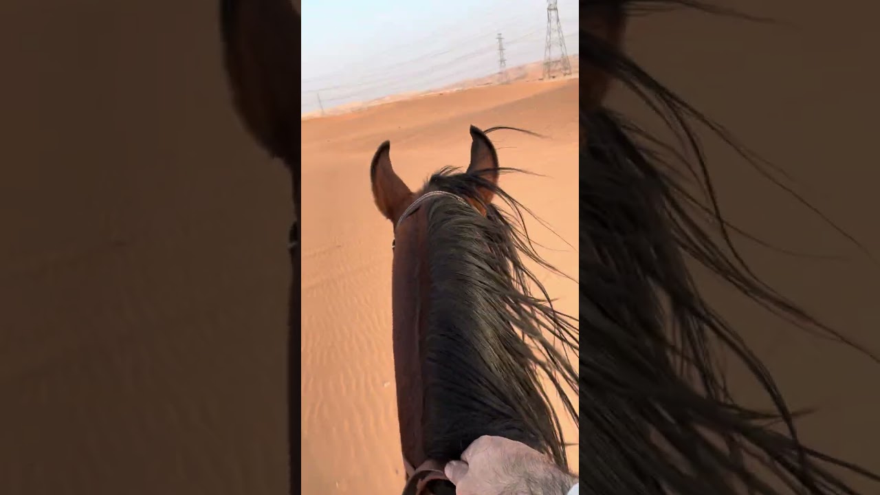 الهجيس / Alhajees 