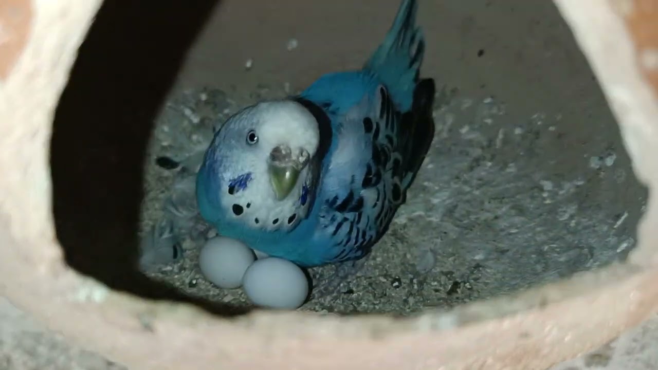 budgies mini colony me aur new member aya hai aur koyel bird ne v anda de diya🙂 bongaigaon assam