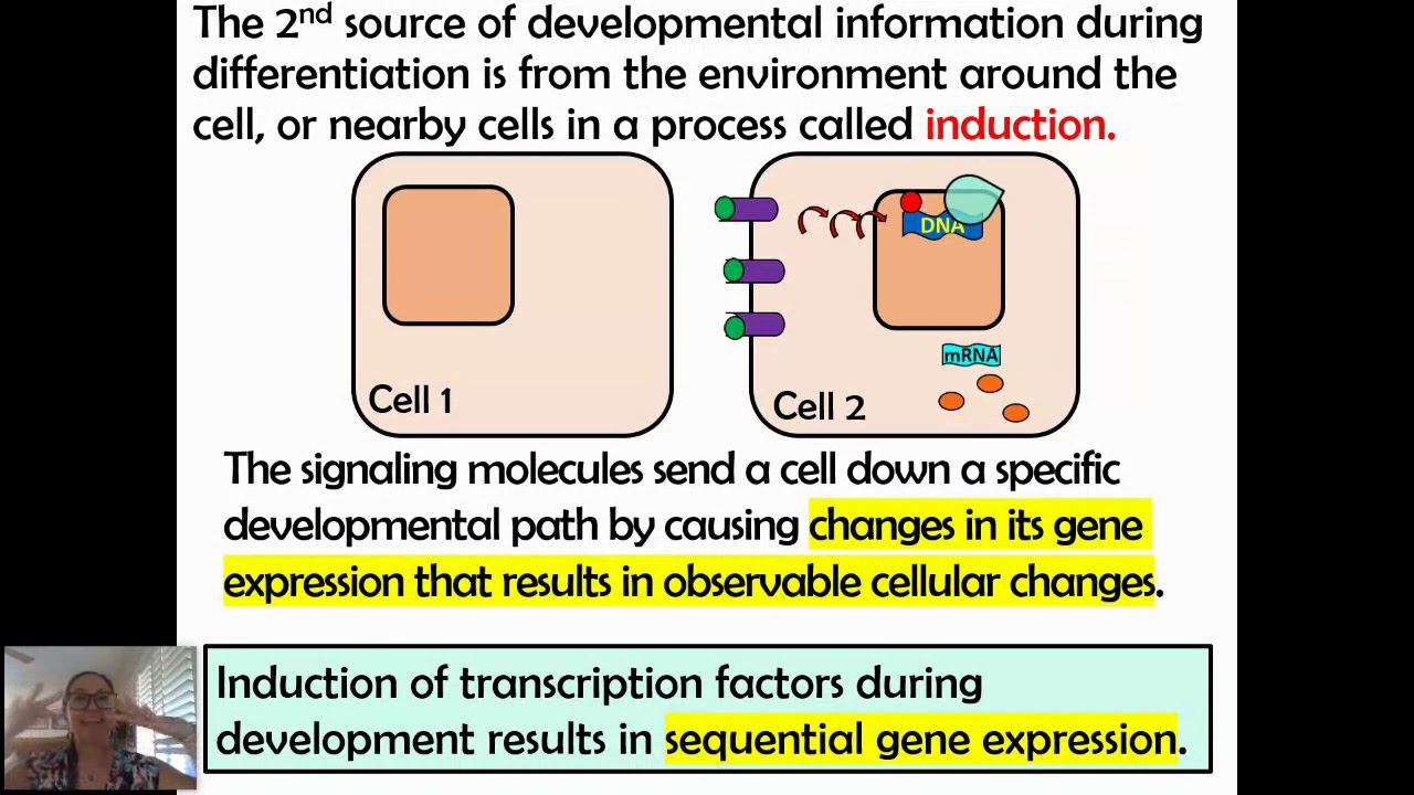 Cell Specialization/Differentiation (AP Bio Topic 6.5)
