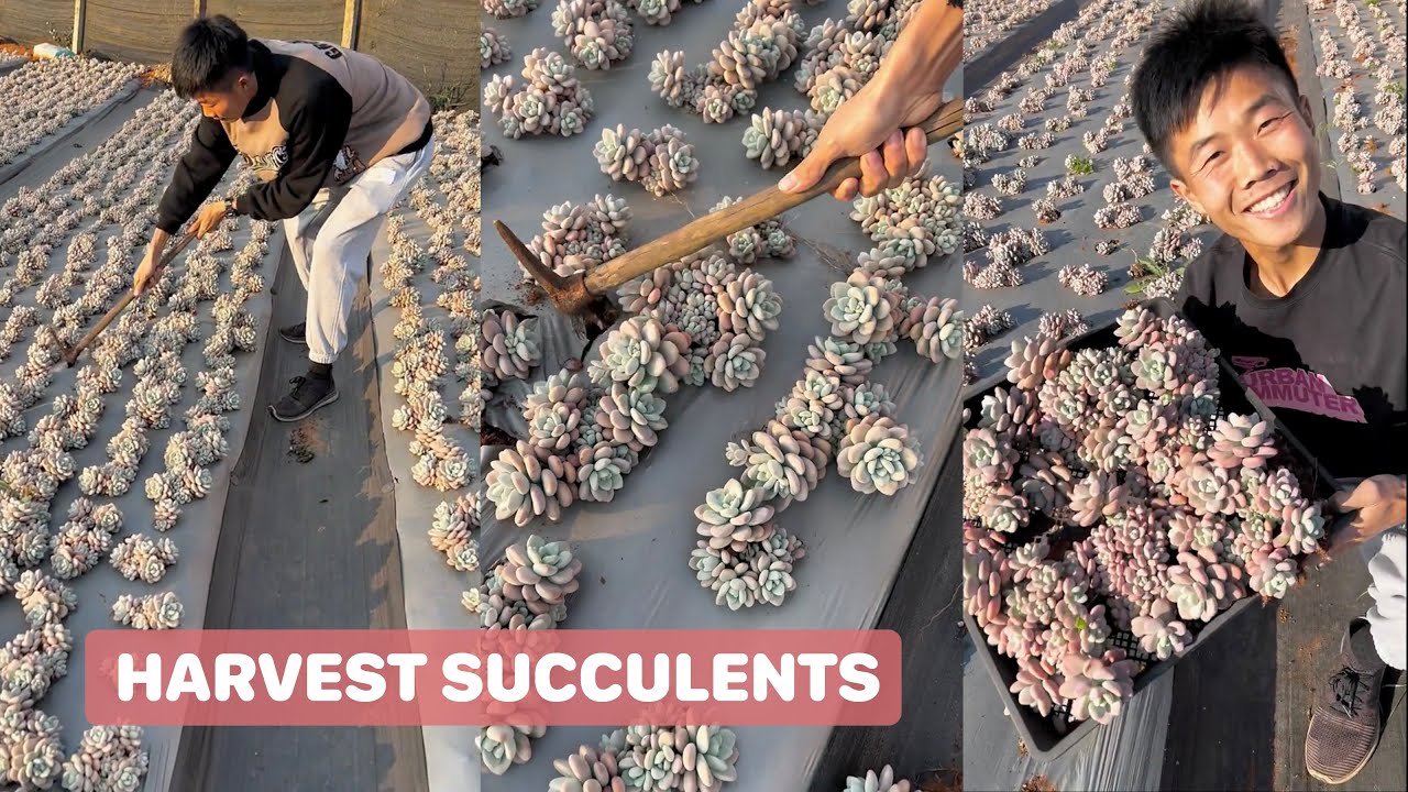 Harvest Succulents in My Garden| 多肉植物 | 다육이들 | Suculentas