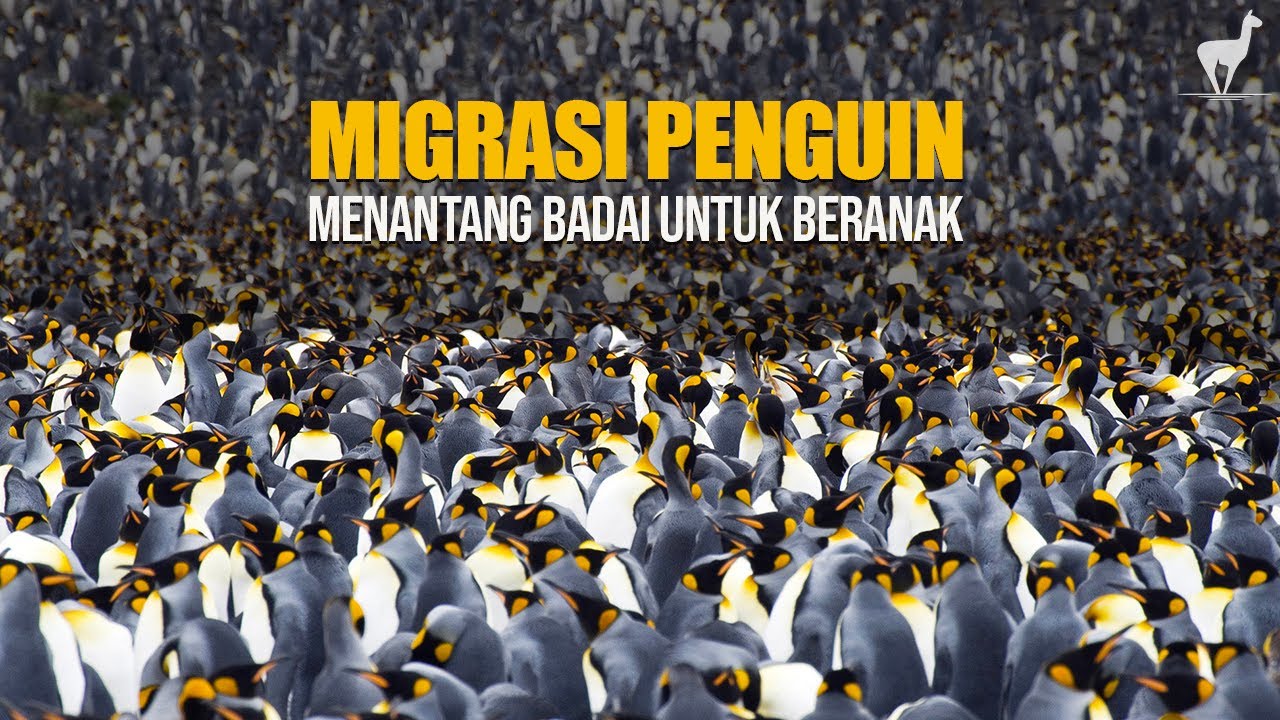 Migrasi Penguin: Perjalanan Hebat Melawan Badai Untuk Keturunan