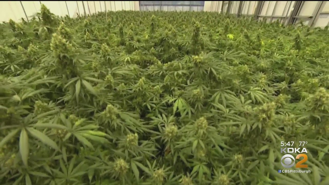 Pennsylvania Department of Health Medical Marijuana Board Meets To Discuss Future