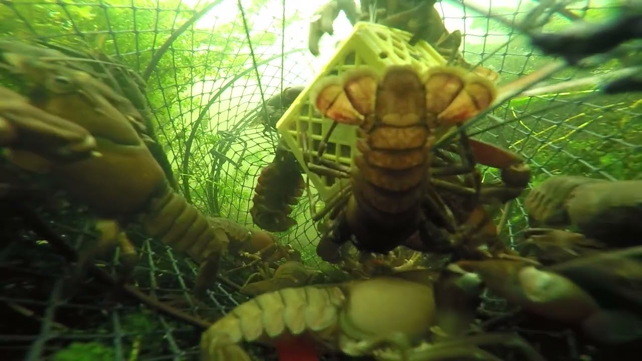 Kräftfiske i svartån del 3