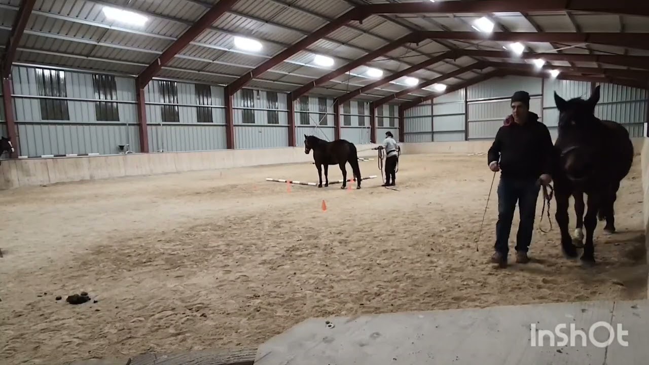 Tournoi equifeel de caval go, longue rênes 