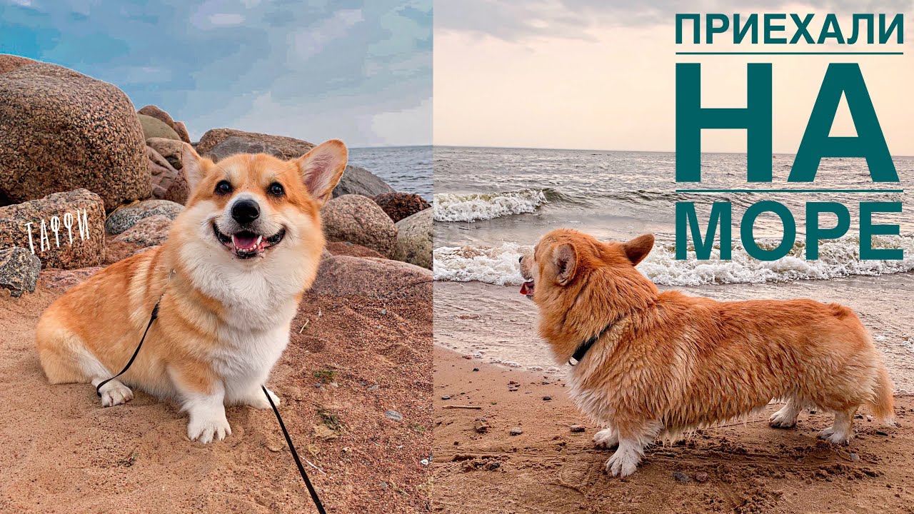 НА МОРЕ С СОБАКОЙ |собачье счастье | ВЕЛЬШ корги Таффи
