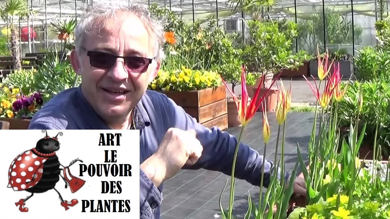 Tuto jardinage: tulipes acuminata: comment faire la plantation et l'entretien: Plante &agrave; bulbe