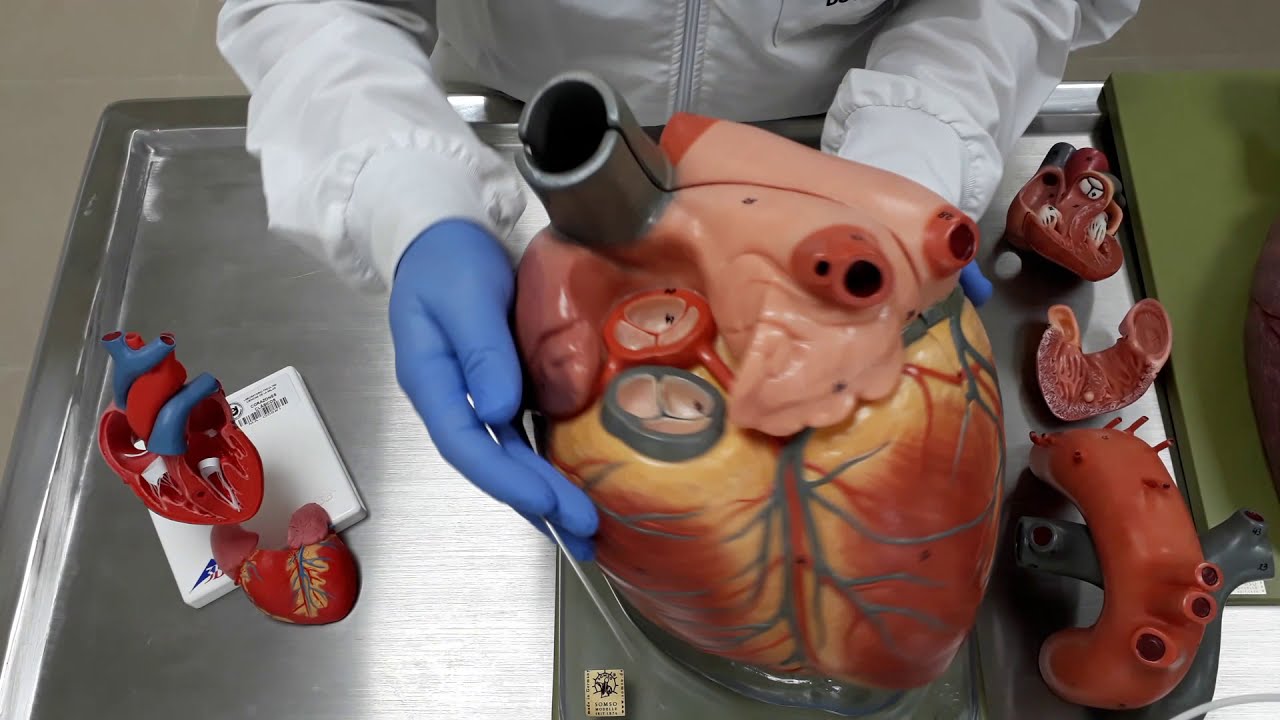 ANATOMIA CARDIACA
