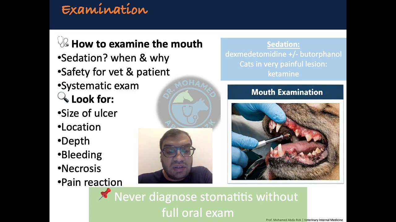 Stomatitis in Pets | Causes, Clinical Signs & Diagnosis