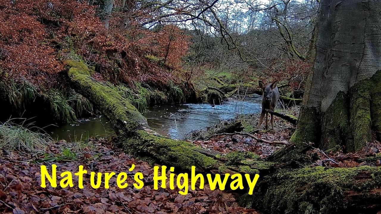 Wildlife Encounters By A Forest Stream   #nature #wildlife #trailcams