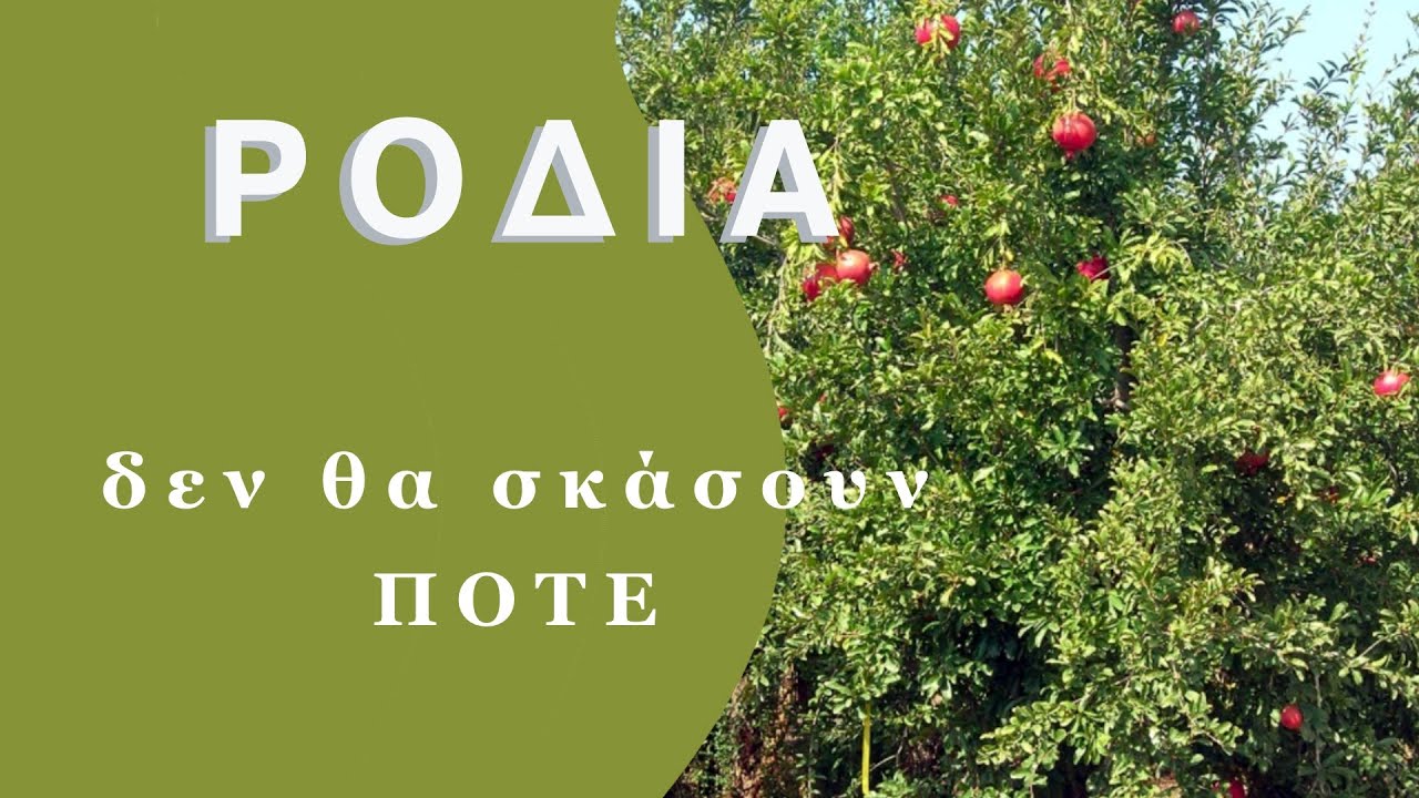 ΡΟΔΙΑ - δεν μου ξανάσκασαν ΠΟΤΕ