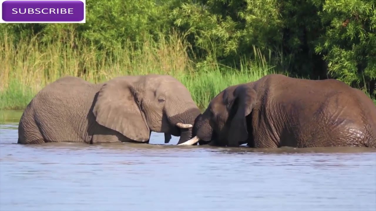 Elephants Group II Amazing Elephants Herbivores Animal II Nature Factory AZ