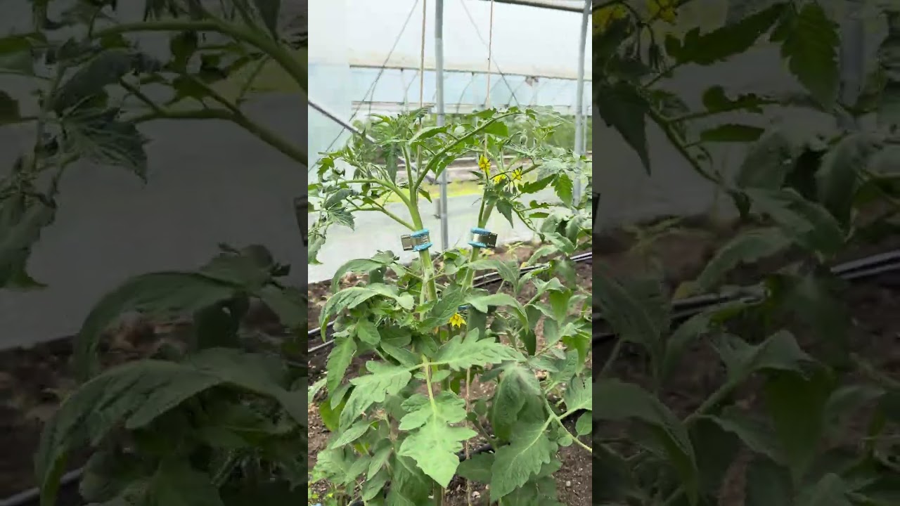 Tomato Trellising Made Easy｜Qlipr at Gaining Ground Farm农场番茄绑蔓新方法