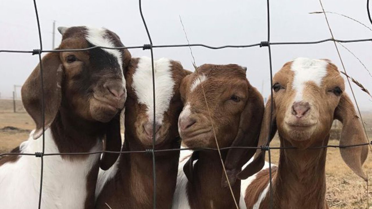 Abandoned Baby Goat Quadruplets Get a Second Chance