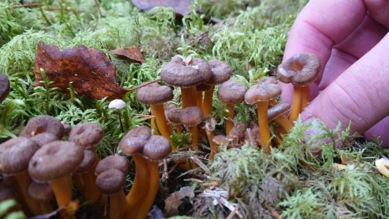 FINLAND: Cabin in the Woods. Foraging Delicious Wild Mushrooms.