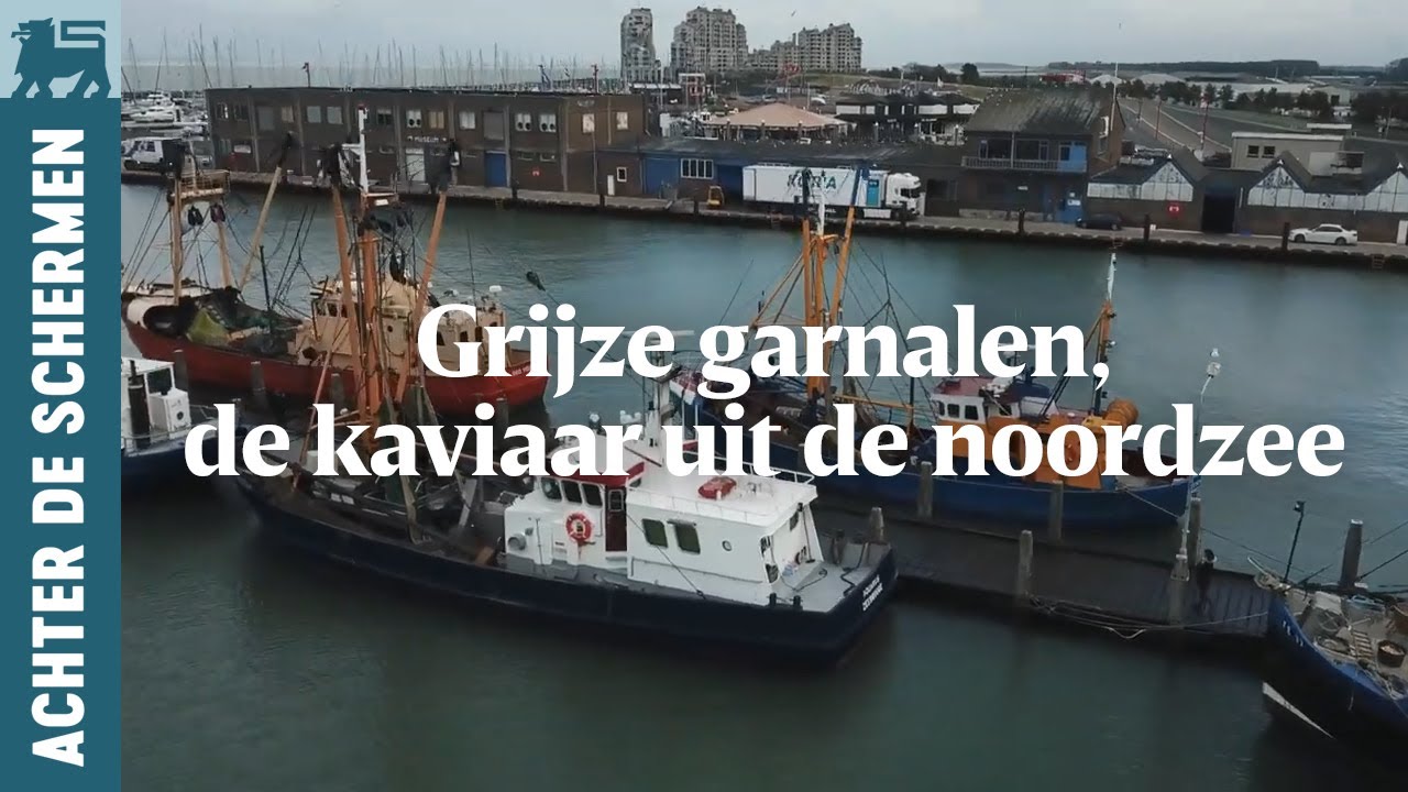 Grijze garnalen, de kaviaar uit de noordzee