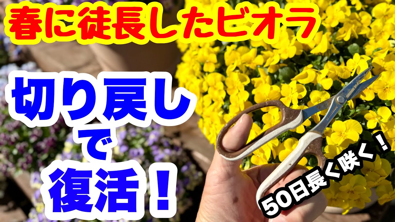 ◆これで復活！【50日長く楽しむ】切り戻し🪴