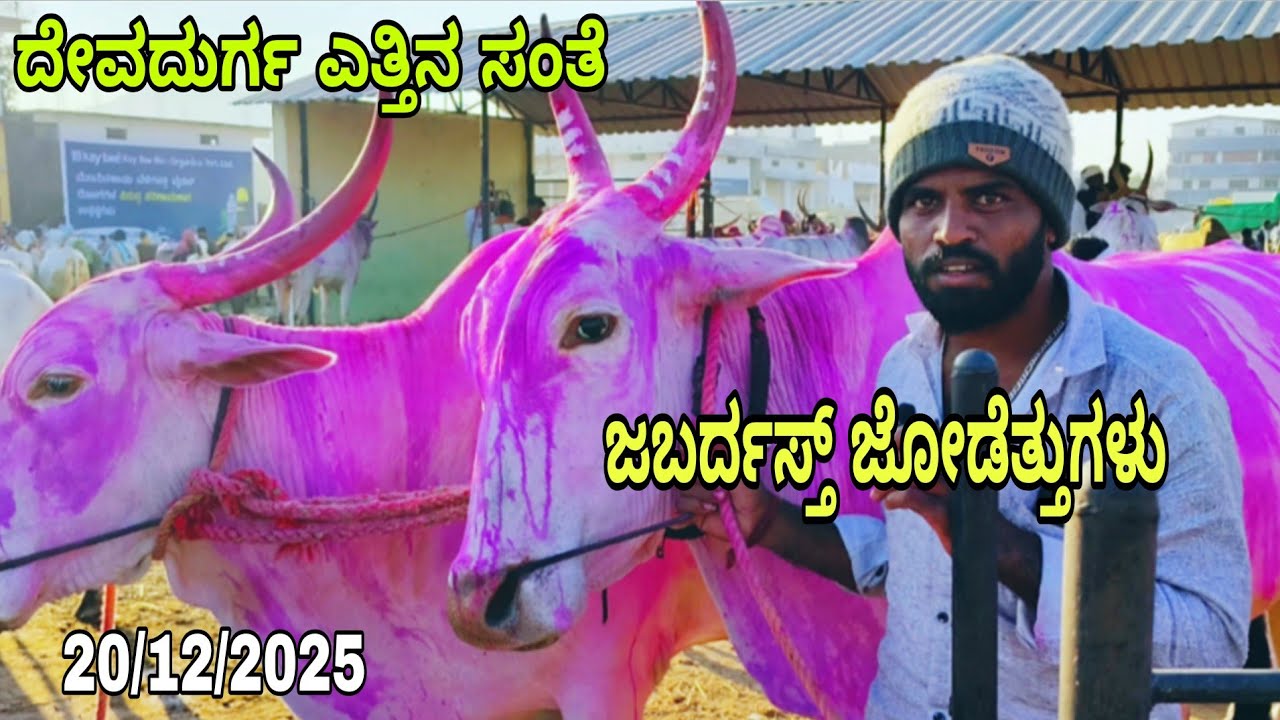 ದೇವದುರ್ಗ ಎತ್ತಿನ ಸಂತೆ | ಜಬರ್ದಸ್ತ್ ಜೋಡೆತ್ತುಗಳು | ತಿಂಡಿ ಹೋರಿಗಳು devadurga bulls market || 20/12/2020