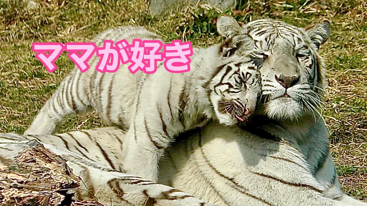 ホワイトタイガー　月ちゃん　ひとりで遊んだ後にママに駆け寄ります【伊豆アニマルキングダム】White tiger Tsuki-chan Izu Animal Kingdom