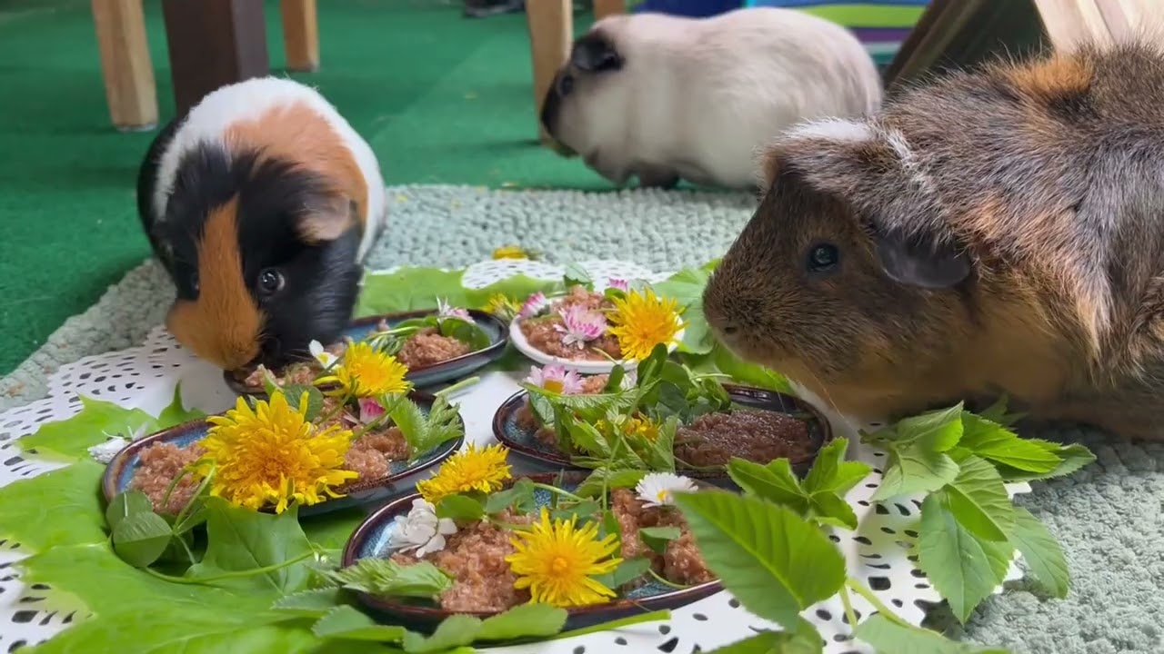 Four leaf clover feast