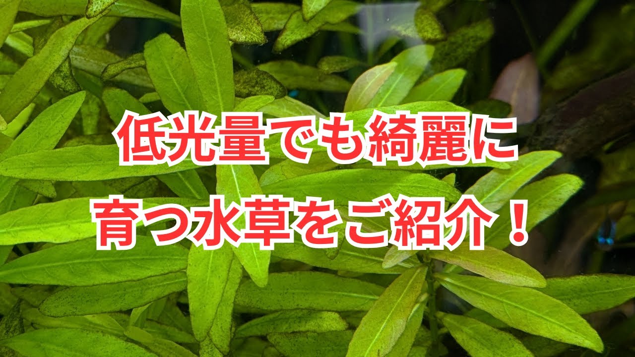 暗めの環境でも育てやすい水草をご紹介！