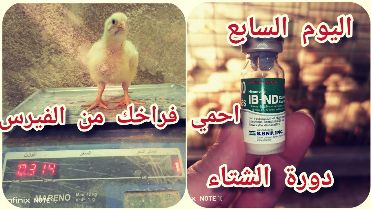 #اليوم السابع / تحصين نيوكاسل هتشنر IB حافظ علي فراخك في دورة الشتاء للمبتدئين في المنازل ٢٠٢١