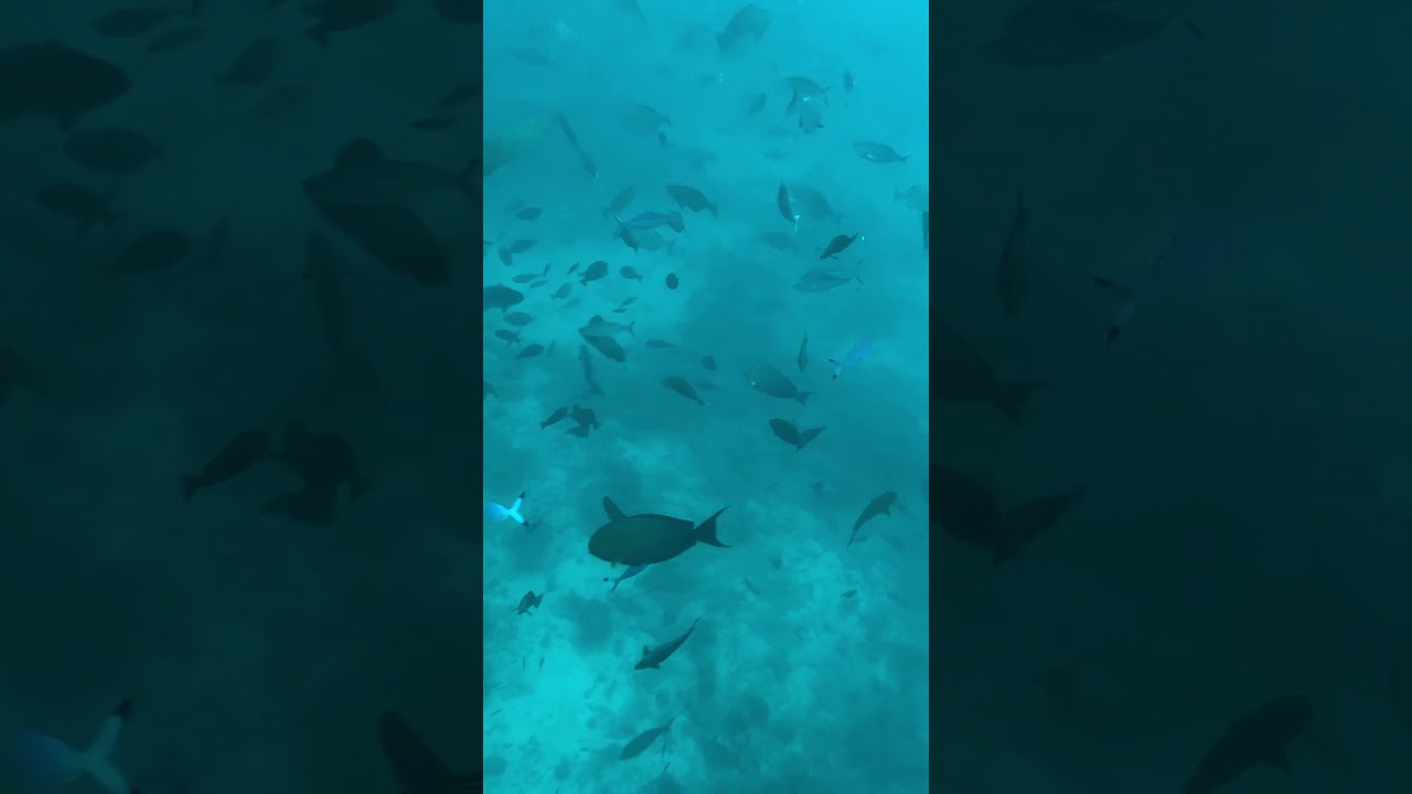 🦈🌊Hint Okyanusu'nda K&ouml;pek Balığıyla Y&uuml;zd&uuml;m! Bu nefes kesici deneyimi benimle yaşamaya hazır mısınız?