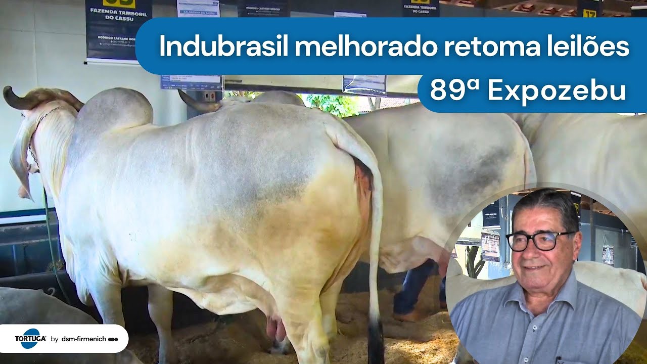 Indubrasil melhorado retoma leilões na ExpoZebu | Noticiário Tortuga