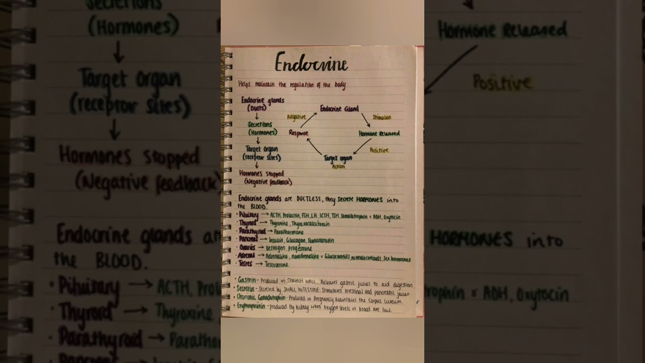Endocrine systems PHYSIOLOGY by medical 2.0