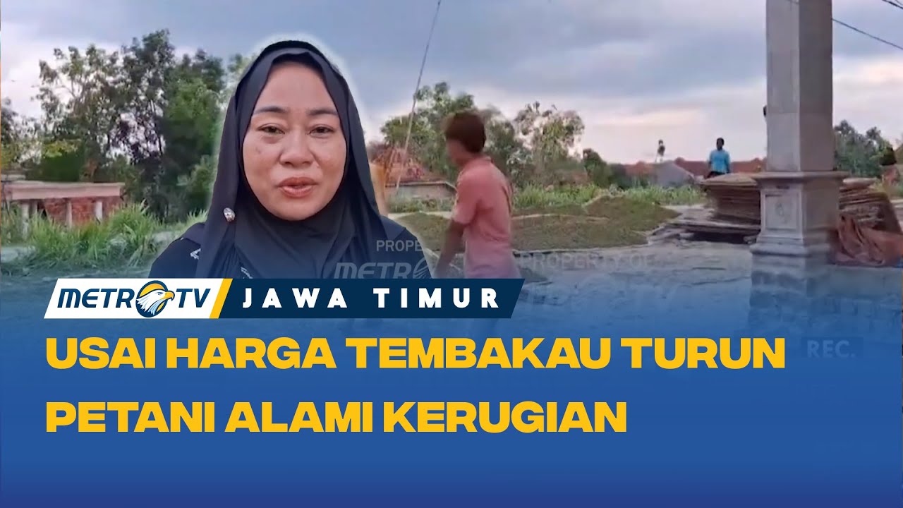 Harga Tembakau Anjlok, Petani di Sampang Merugi