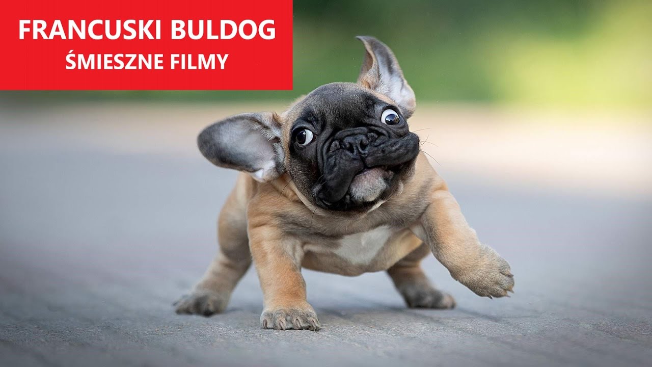 FRANCUSKI BULDOG | Niesamowite | Śmieszne Filmy | KLUB ŚMIESZNYCH ZWIERZĄT