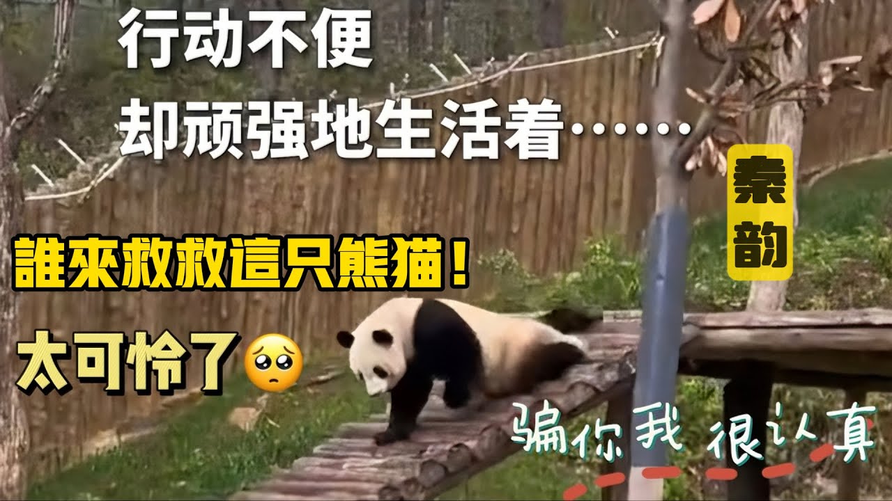 『秦韵』装瘸、翻白眼、滑草，感受大熊猫秦韵的惬意熊生