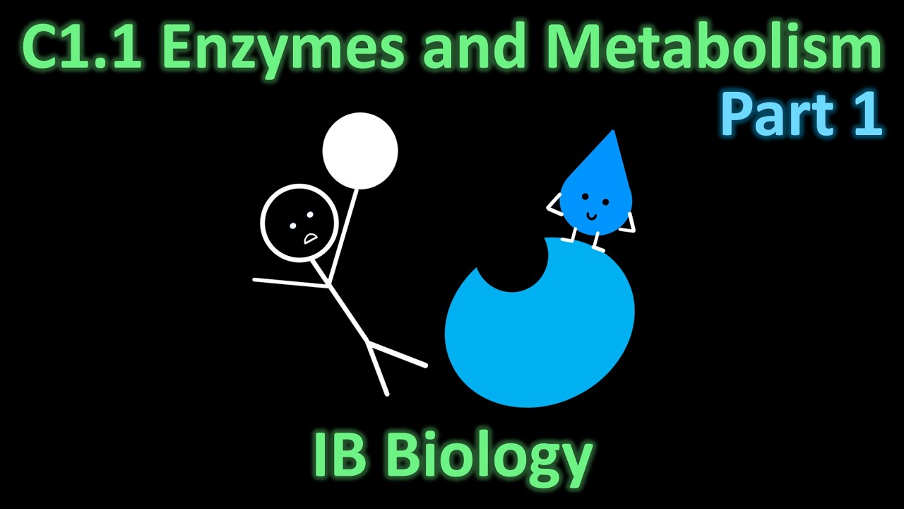 C1.1 Enzymes and Metabolism (Part 1) | H2O biology