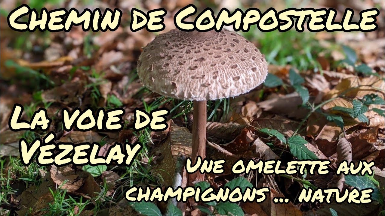 Vézelay #22 : omelette aux champignons ... nature