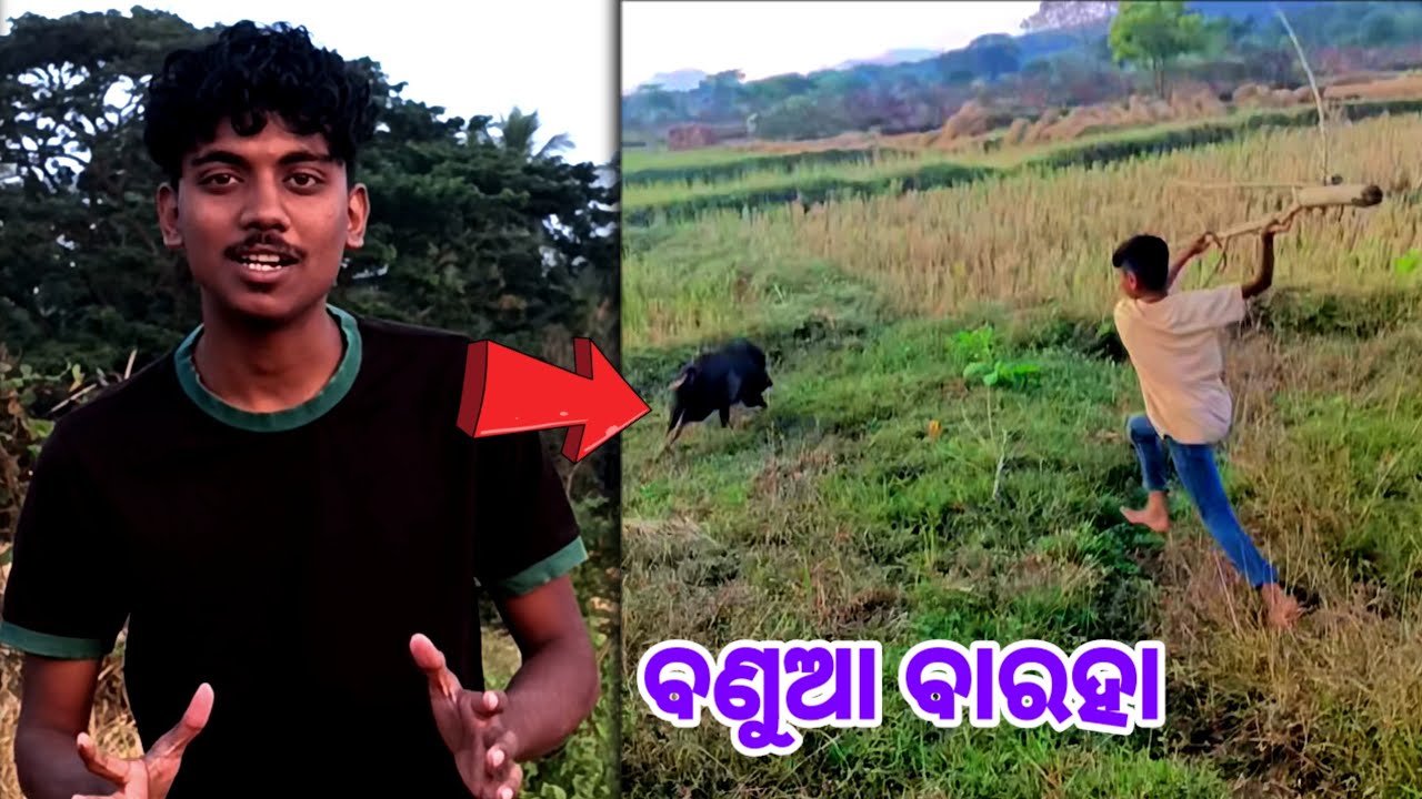 ଜଙ୍ଗଲି ବାରହାକୁ ଖୋଜିବାକୁ ଗଲୁ କିନ୍ତୁ କଣ ହେଲା?wildboar