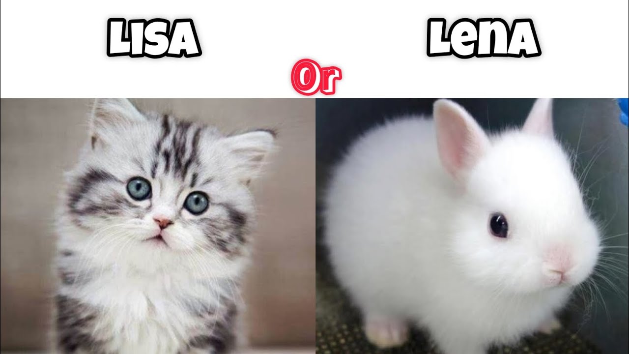 Lisa or Lena (animals edition) Part 2.