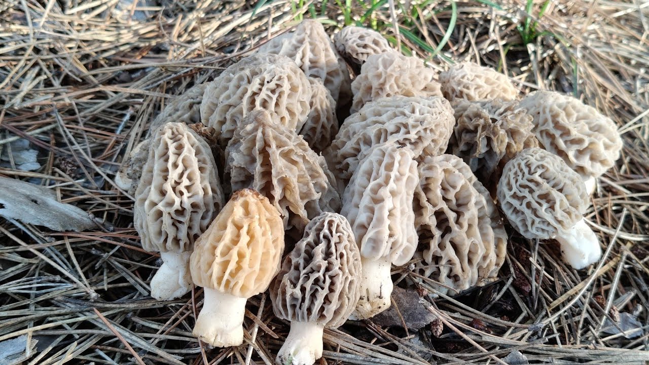Kuzu göbeği mantarı topladık. Morchella esculante. #kuzugöbeğimantarı #morchella #mushroom #doğa