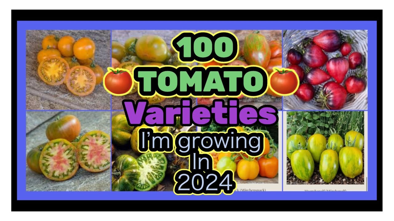Top 100 Tomato Varieties I’m excited to grow in 2024
