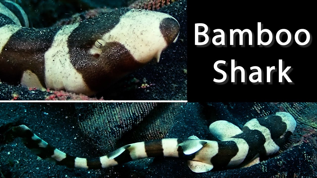 Bamboo Shark ~ And, it briefly walks!