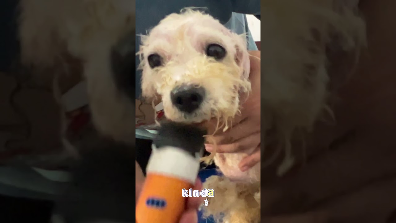 Stray Dog Rescue &mdash; Chongqing Shelter Haircut, Trust & a Second Chance #animalshelter #straydogrescue