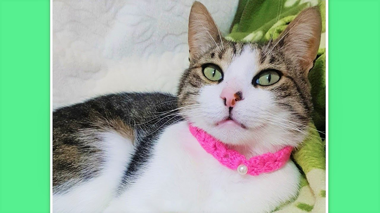😍💖Collar Para Gatos A Crochet Muy Facil TUTORIAL🐈A tu mascota le encantara!😻